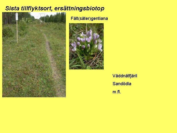 Sista tillflyktsort, ersättningsbiotop Fält(säter)gentiana Väddnätfjäril Sandödla m. fl. 