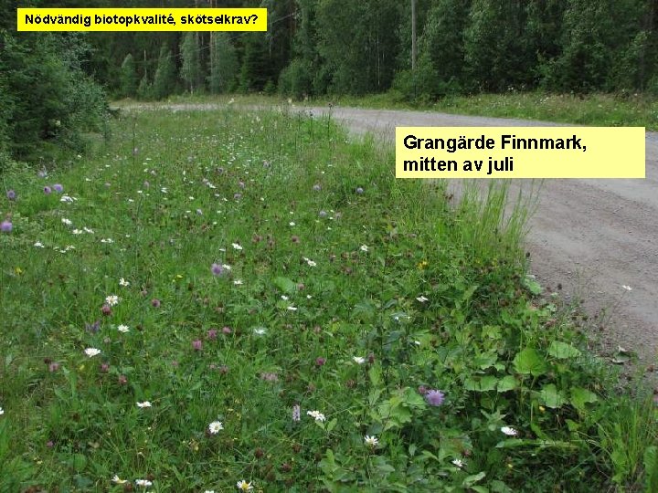 Nödvändig biotopkvalité, skötselkrav? Grangärde Finnmark, mitten av juli 