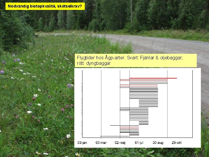 Nödvändig biotopkvalité, skötselkrav? Flygtider hos Ågp-arter. Svart: Fjärilar & oljebaggar; rött: dyngbaggar 