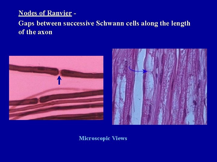 Nodes of Ranvier Gaps between successive Schwann cells along the length of the axon Nodes of Ranvier Gaps between successive Schwann cells along the length of the axon