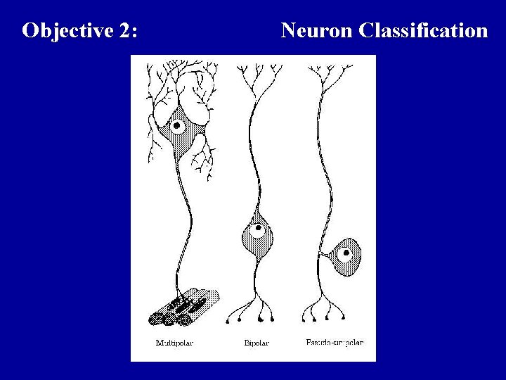 Objective 2: Neuron Classification 