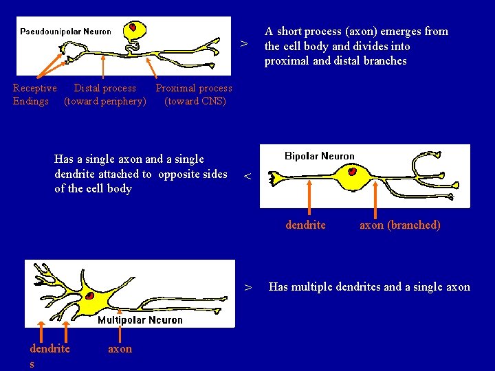 > A short process (axon) emerges from the cell body and divides into proximal > A short process (axon) emerges from the cell body and divides into proximal