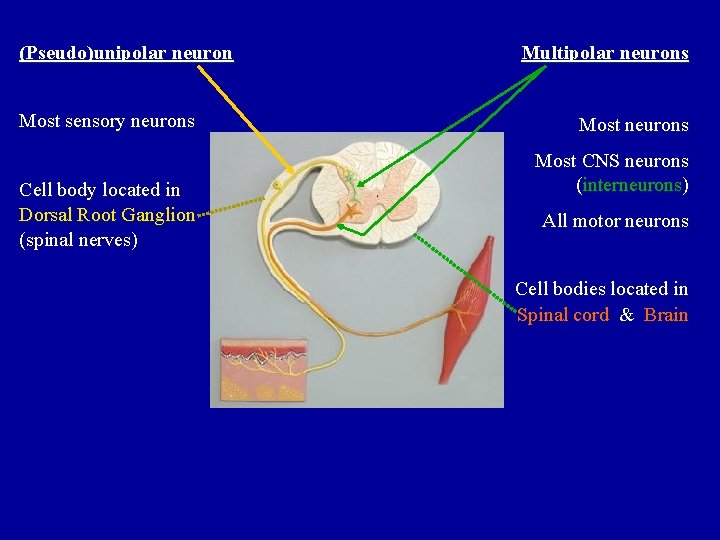 (Pseudo)unipolar neuron Most sensory neurons Cell body located in Dorsal Root Ganglion (spinal nerves)