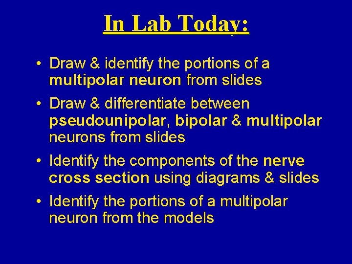 In Lab Today: • Draw & identify the portions of a multipolar neuron from