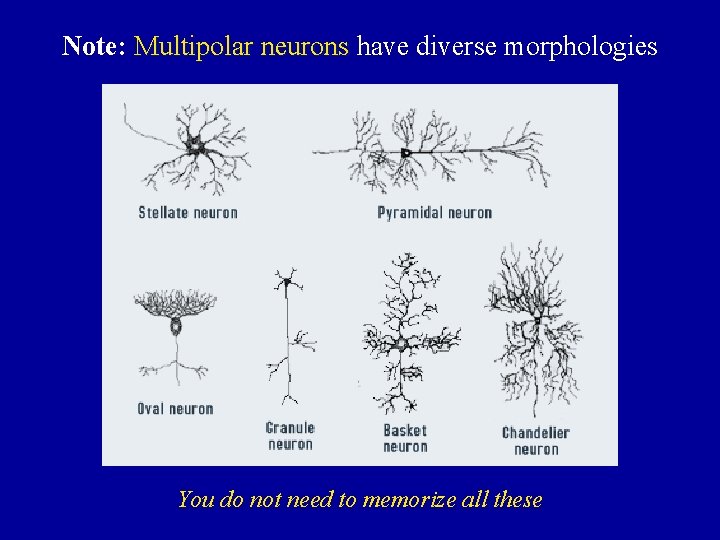 Note: Multipolar neurons have diverse morphologies You do not need to memorize all these