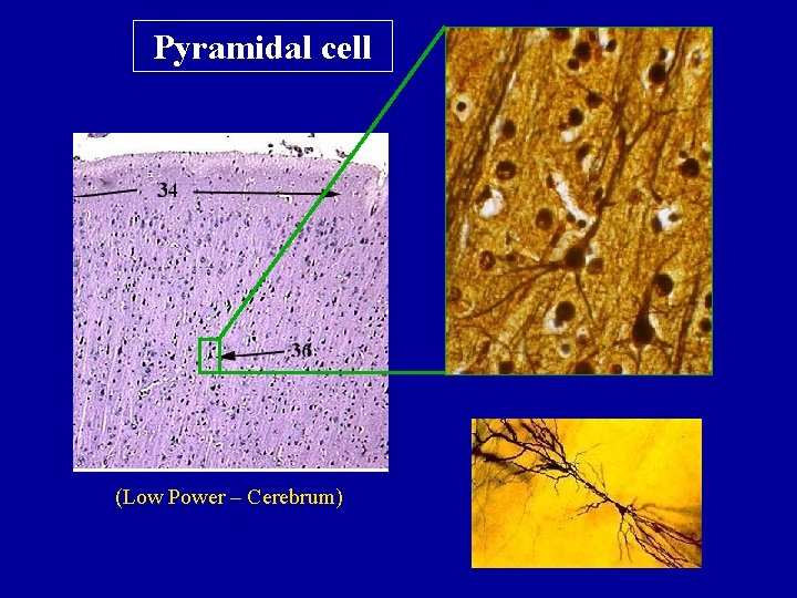 Pyramidal cell (Low Power – Cerebrum) 