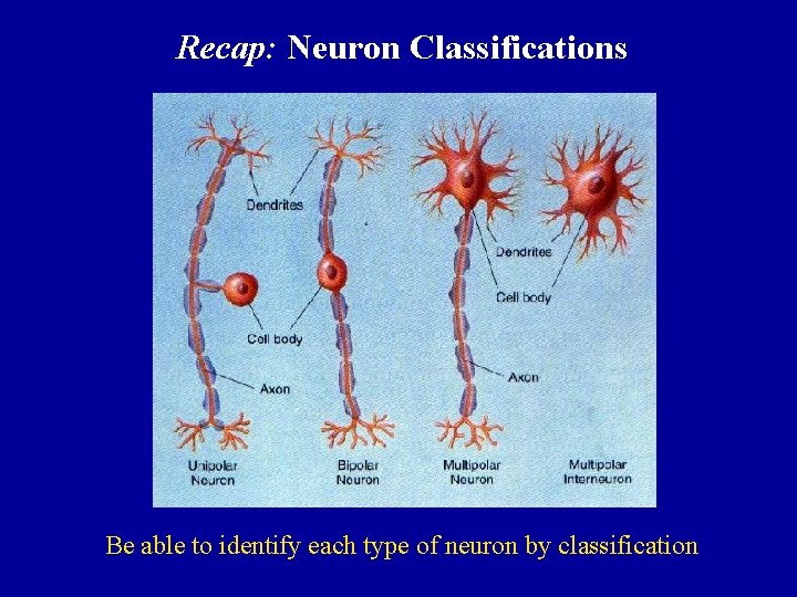 Recap: Neuron Classifications Be able to identify each type of neuron by classification  Recap: Neuron Classifications Be able to identify each type of neuron by classification