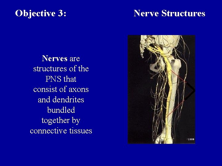 Objective 3: Nerves are structures of the PNS that consist of axons and dendrites