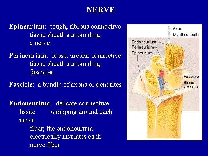 NERVE Epineurium: tough, fibrous connective tissue sheath surrounding a nerve Perineurium: loose, areolar connective