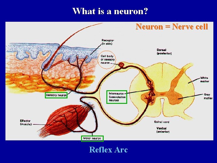 What is a neuron? Neuron = Nerve cell Reflex Arc 