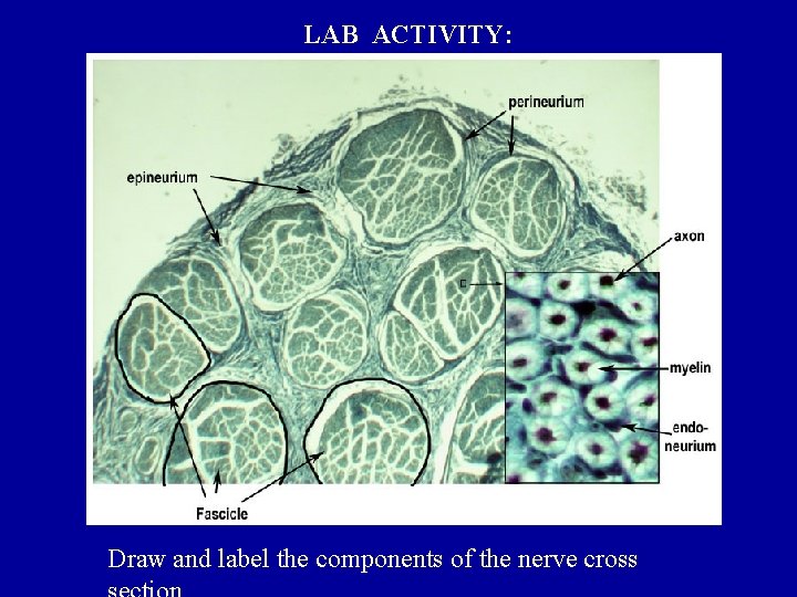 LAB ACTIVITY: Draw and label the components of the nerve cross 