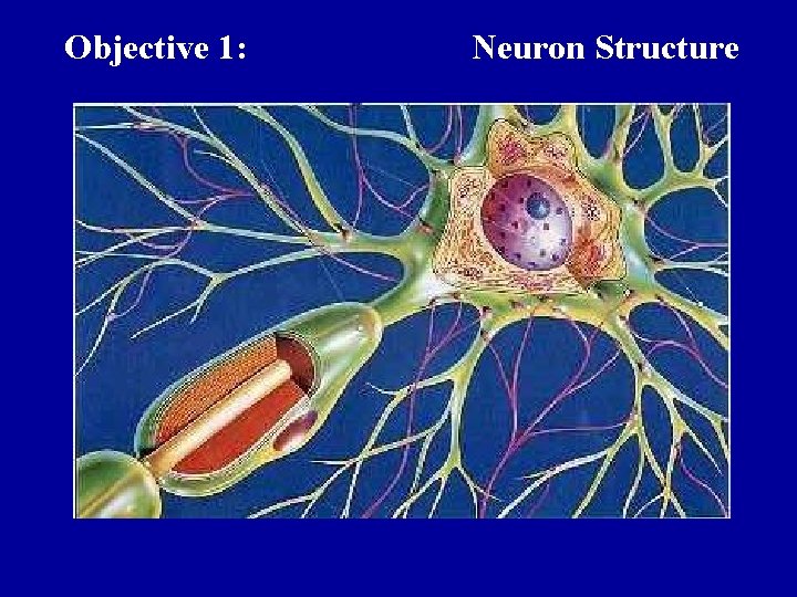 Objective 1: Neuron Structure  Objective 1: Neuron Structure