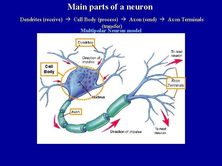 Main parts of a neuron Dendrites (receive) Cell Body (process) Axon (send) Axon Terminals