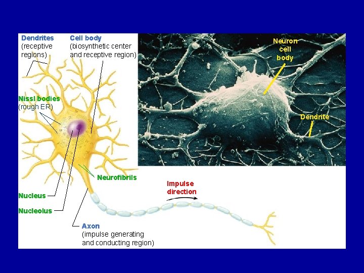 Dendrites (receptive regions) Cell body (biosynthetic center and receptive region) Neuron cell body Nissl