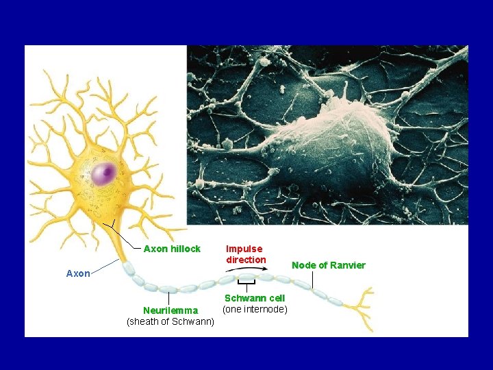 Axon hillock Impulse direction Axon Neurilemma (sheath of Schwann) Schwann cell (one internode) Node Axon hillock Impulse direction Axon Neurilemma (sheath of Schwann) Schwann cell (one internode) Node