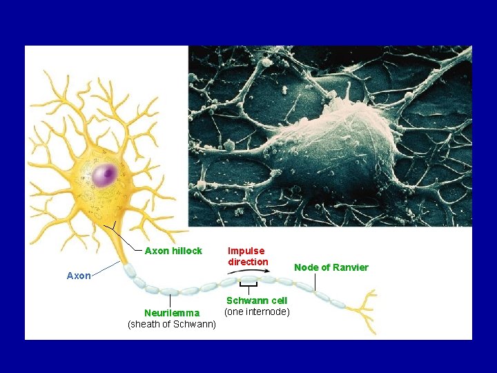 Axon hillock Impulse direction Axon Neurilemma (sheath of Schwann) Schwann cell (one internode) Node