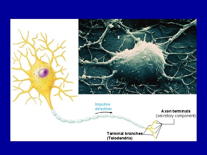 Impulse direction Terminal branches (Telodendria) Axon terminals (secretory component)  Impulse direction Terminal branches (Telodendria) Axon terminals (secretory component)