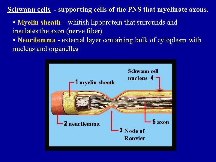 Schwann cells - supporting cells of the PNS that myelinate axons. • Myelin sheath Schwann cells - supporting cells of the PNS that myelinate axons. • Myelin sheath