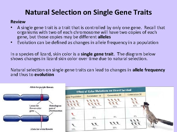 Natural Selection on Single Gene Traits Review • A single gene trait is a