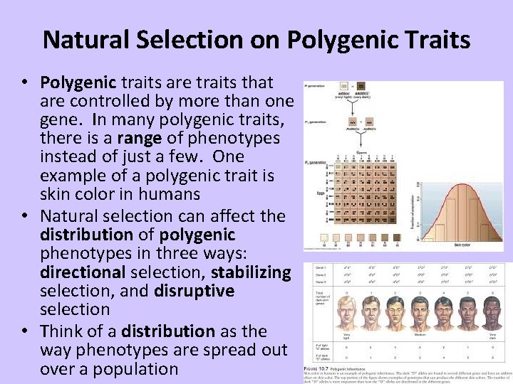 Natural Selection on Polygenic Traits • Polygenic traits are traits that are controlled by