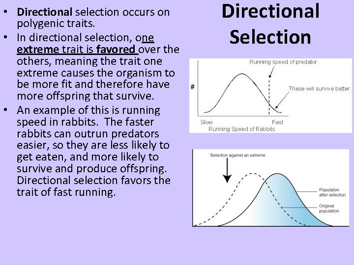  • Directional selection occurs on polygenic traits. • In directional selection, one extreme
