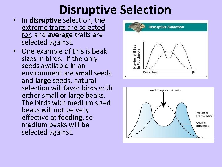 Disruptive Selection • In disruptive selection, the extreme traits are selected for, and average