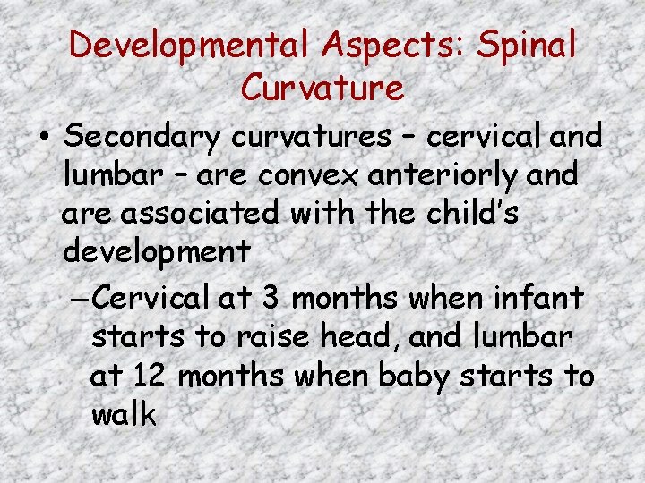 Developmental Aspects: Spinal Curvature • Secondary curvatures – cervical and lumbar – are convex