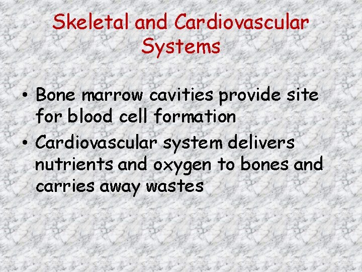 Skeletal and Cardiovascular Systems • Bone marrow cavities provide site for blood cell formation