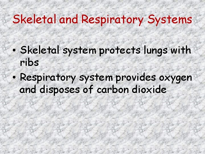 Skeletal and Respiratory Systems • Skeletal system protects lungs with ribs • Respiratory system