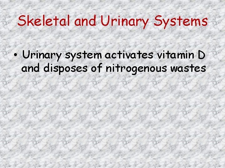 Skeletal and Urinary Systems • Urinary system activates vitamin D and disposes of nitrogenous