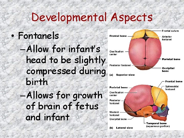 Developmental Aspects • Fontanels – Allow for infant’s head to be slightly compressed during