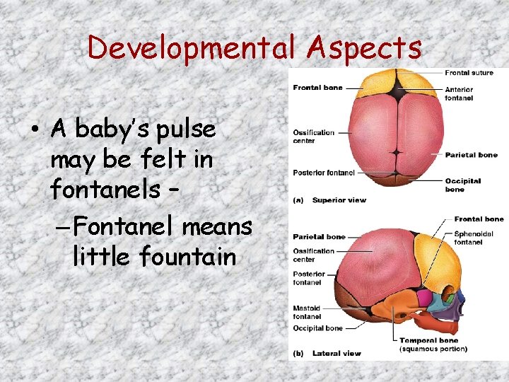 Developmental Aspects • A baby’s pulse may be felt in fontanels – – Fontanel