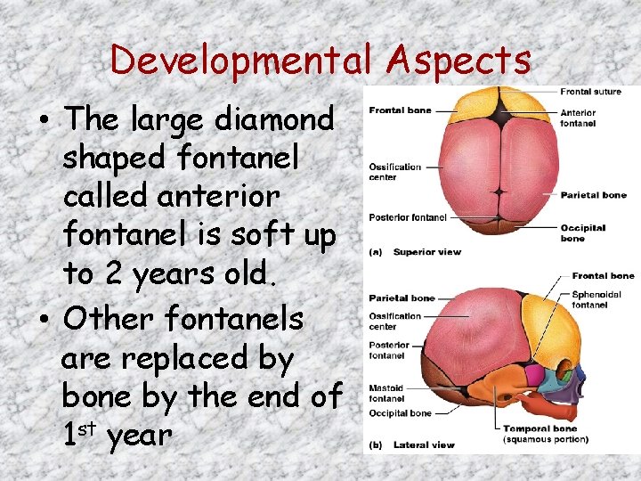 Developmental Aspects • The large diamond shaped fontanel called anterior fontanel is soft up