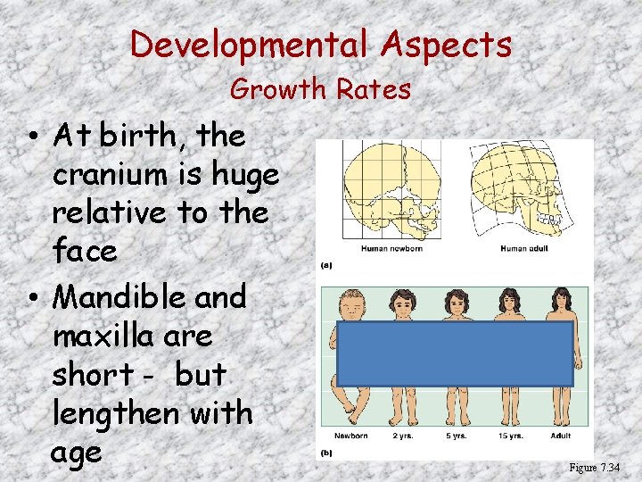 Developmental Aspects Growth Rates • At birth, the cranium is huge relative to the