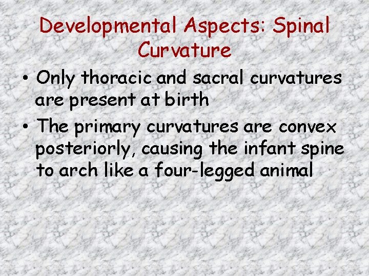 Developmental Aspects: Spinal Curvature • Only thoracic and sacral curvatures are present at birth
