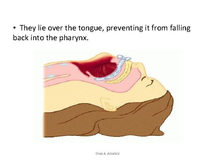  • They lie over the tongue, preventing it from falling back into the
