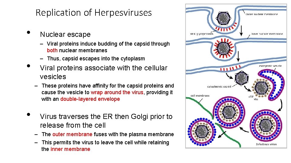 Replication of Herpesviruses • • Nuclear escape ‒ Viral proteins induce budding of the