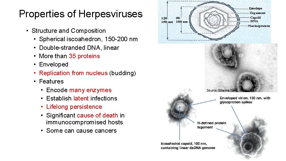 Properties of Herpesviruses • Structure and Composition • Spherical iscoahedron, 150 -200 nm •