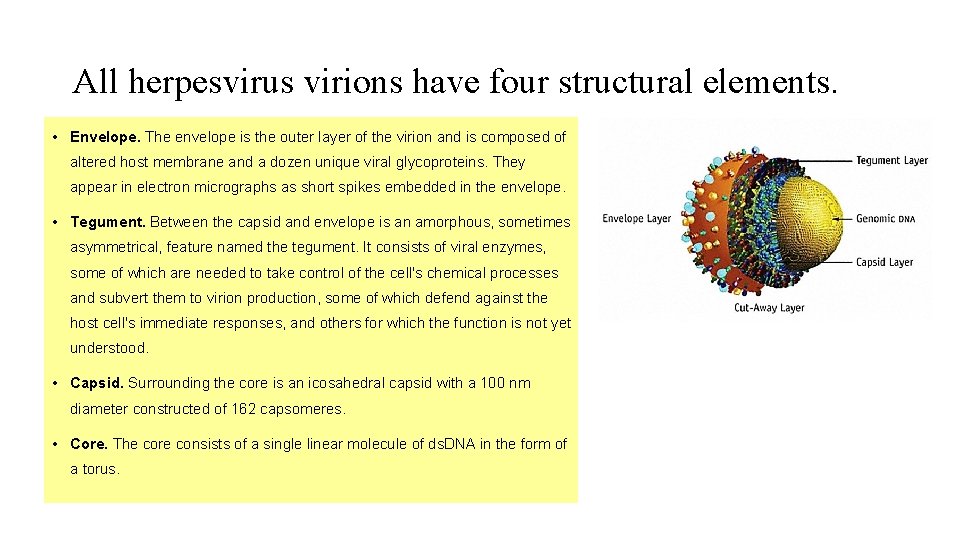 All herpesvirus virions have four structural elements. • Envelope. The envelope is the outer