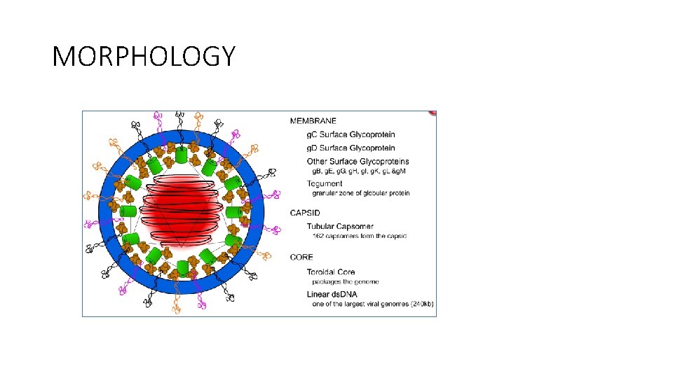 MORPHOLOGY 