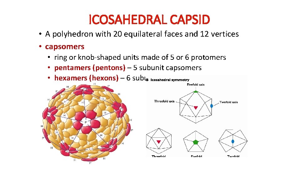 ICOSAHEDRAL CAPSID • A polyhedron with 20 equilateral faces and 12 vertices • capsomers