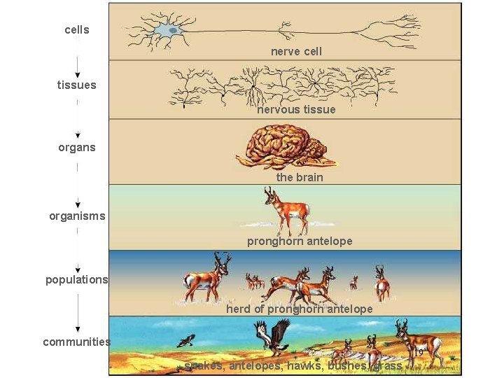 cells nerve cell tissues nervous tissue organs the brain organisms pronghorn antelope populations herd