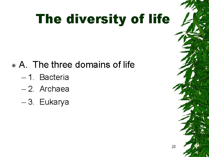 The diversity of life A. The three domains of life – 1. Bacteria –