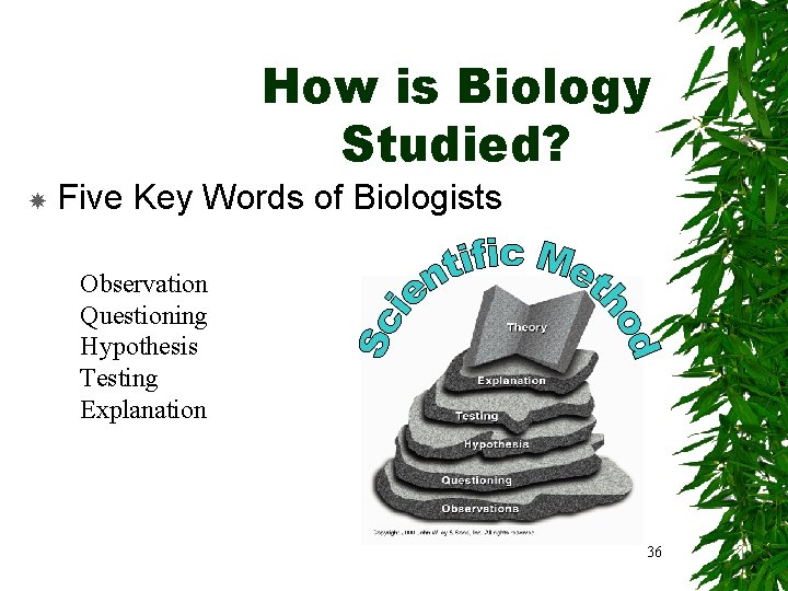 How is Biology Studied? Five Key Words of Biologists Observation Questioning Hypothesis Testing Explanation