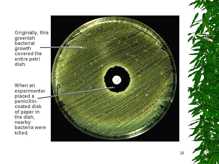 Originally, this greenish bacterial growth covered the entire petri dish. When an experimenter placed