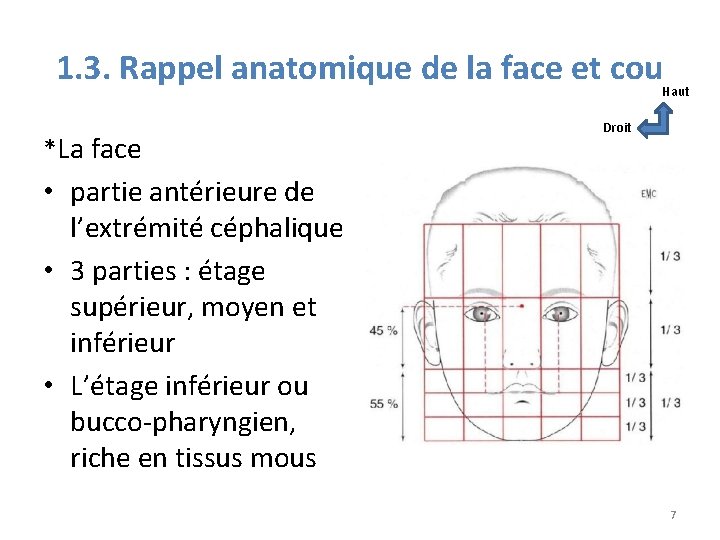 1. 3. Rappel anatomique de la face et cou Haut *La face Droit •