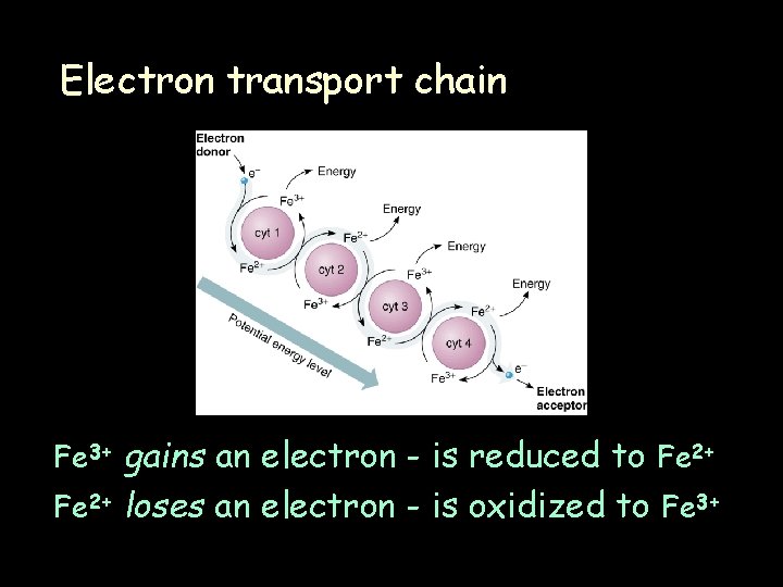 Electron transport chain Fe 3+ gains an electron - is reduced to Fe 2+