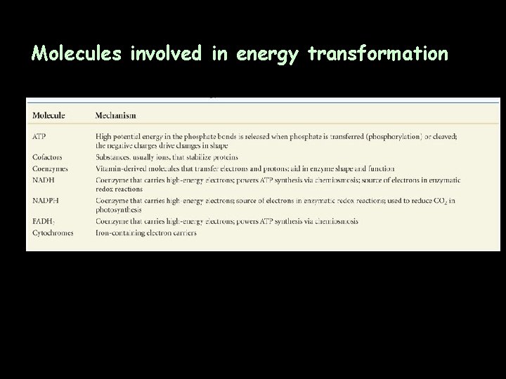 Molecules involved in energy transformation 