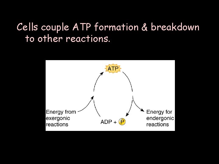 Cells couple ATP formation & breakdown to other reactions. 