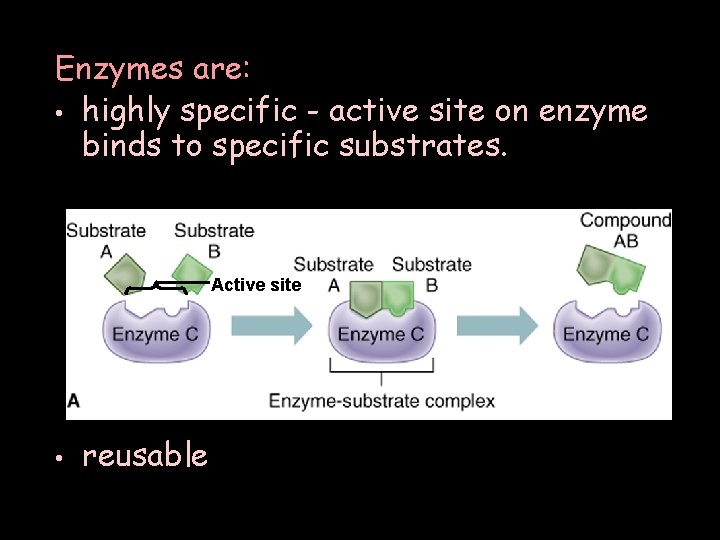 Enzymes are: • highly specific - active site on enzyme binds to specific substrates.